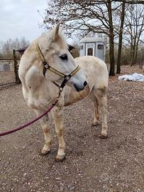 Cavalla quarter grigia