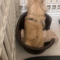Cane chihuahua