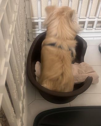 Cane chihuahua