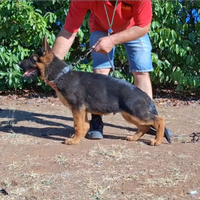 Cucciolo di Pastore Tedesco