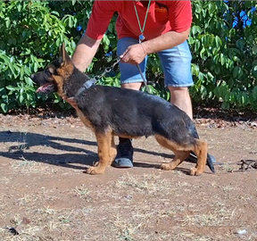 Cucciolo di Pastore Tedesco