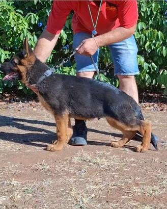 Cucciolo di Pastore Tedesco