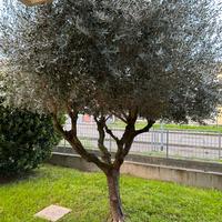 Rami di ulivo per le PALME per venerdì 20 marzo