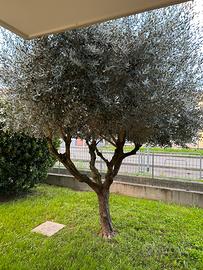 Rami di ulivo per le PALME per venerdì 20 marzo