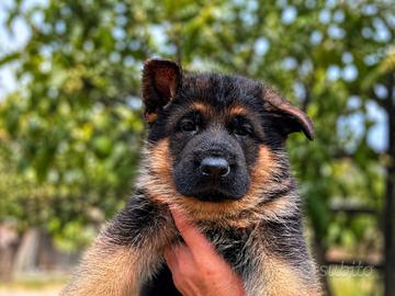 Pastore Tedesco Cuccioli Alta Genealogia