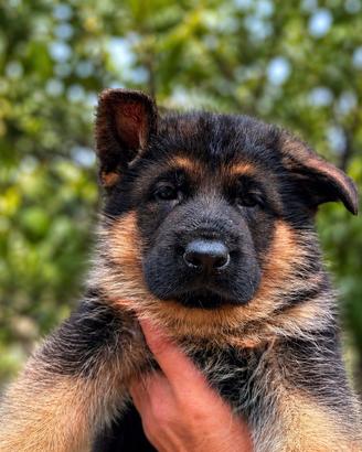 Pastore Tedesco Cuccioli Alta Genealogia