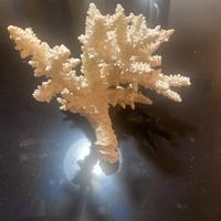 Corallo bianco per acquario tropicale