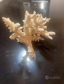 Corallo bianco per acquario tropicale