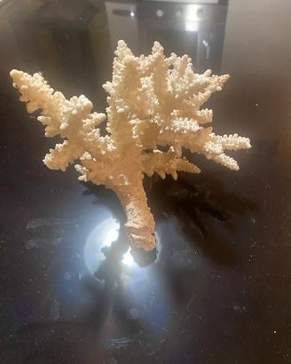 Corallo bianco per acquario tropicale