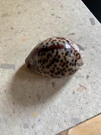 Conchiglie da collezione