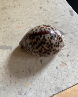 Conchiglie da collezione