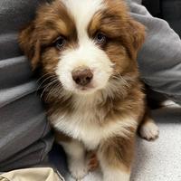 Cuccioli pastore australiano