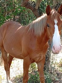 puledro per chi vuole un cavallo 