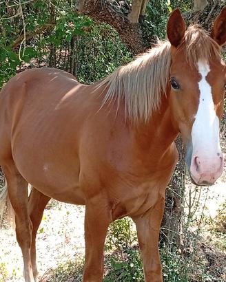 puledro per chi vuole un cavallo 