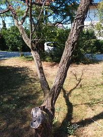 2 tronchi albero di albicocco