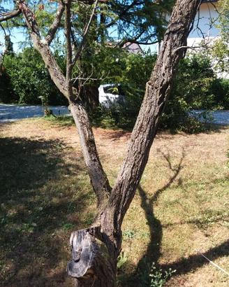 2 tronchi albero di albicocco