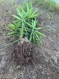 PIANTA Yucca