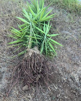 PIANTA Yucca