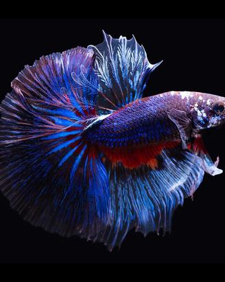 Betta splendens