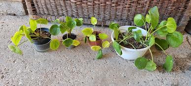 piantine Pilea Peperomia