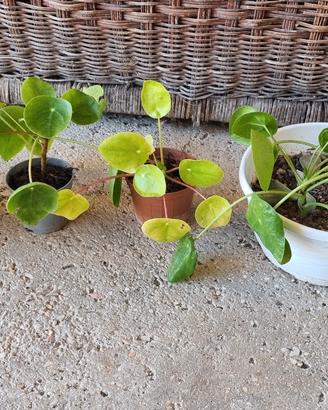 piantine Pilea Peperomia