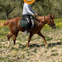 Puledra incrocio Quarter Horse