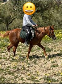 Puledra incrocio Quarter Horse