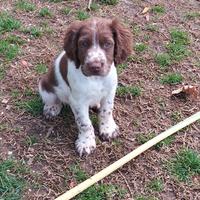 Springer spaniel