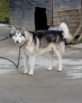 Alaska malamut
