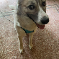Cane meticcio