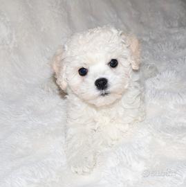 Cuccioli bichon a poil frisé