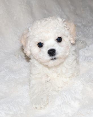 Cuccioli bichon a poil frisé