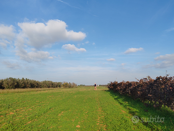 Terreno agricolo a San Pietro Vernotico