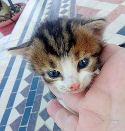 Gattini