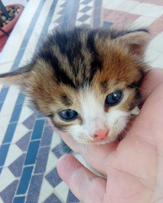 Gattini