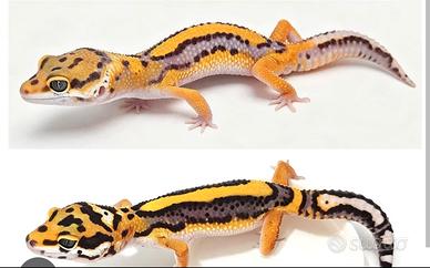 Gechi leopardini baby