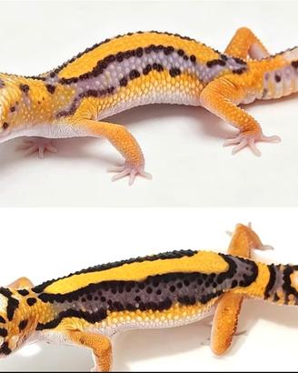 Gechi leopardini baby