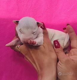 Bull terrier miniature