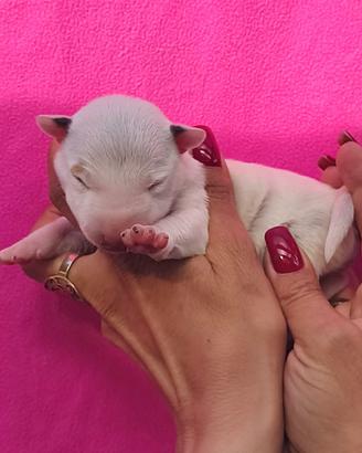 Bull terrier miniature