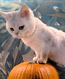 Cuccioli Scottish straight Silver con pedigree