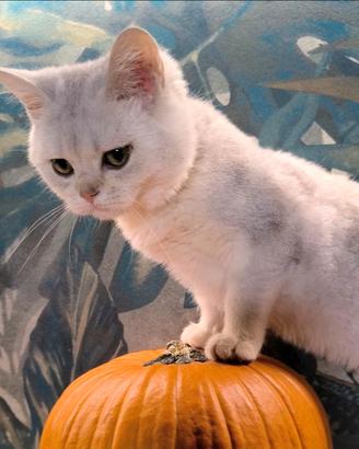 Cuccioli Scottish straight Silver con pedigree
