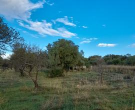 Terreno agricolo