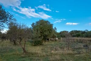 Terreno agricolo con magazzino di 35 mq