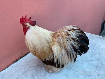 Gallo cocincina nana