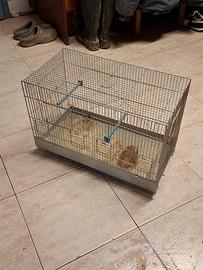 gabbie per uccellini