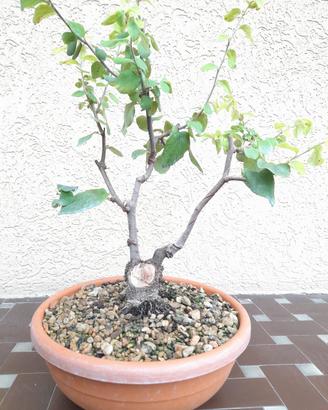 pre bonsai cotogno 