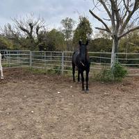 Super cavallo Tolfettano 5 anni