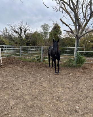 Super cavallo Tolfettano 5 anni