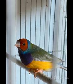 Diamante del gould