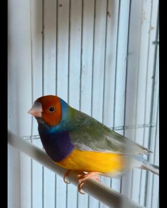 Diamante del gould
